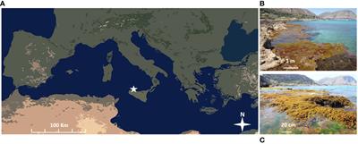 Canopy-forming algae improve the colonization success of the vermetid reef-builder Dendropoma cristatum (Biondi 1859) on artificial substrates